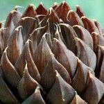 Haworthia arachnoidea Leaf