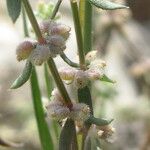 Galium verticillatum Çiçek