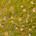 Baccharis sarothroides Flor