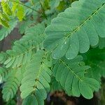 Albizia lebbeckLeaf