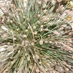 Eleocharis geniculata Flower