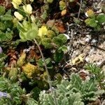 Biscutella sempervirens Habit