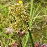 Juncus effusus Cvet