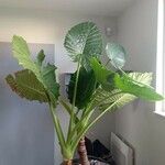 Alocasia macrorrhizos Характер