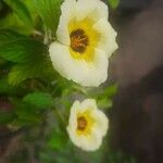 Turnera subulata Fleur