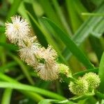 Sparganium emersum Blomma