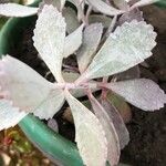 Kalanchoe pumila Blatt