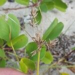 Cyperus stoloniferus Fruto