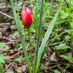 Tulipa orphanidea Hábitos