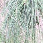 Allocasuarina torulosa Blad