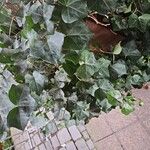 Hedera hibernicaLeaf