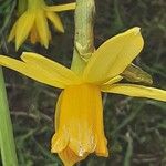Narcissus cyclamineus Çiçek