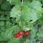 Viburnum opulusLeaf