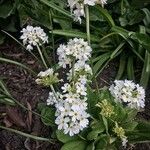Hottonia palustris Floare