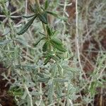 Teucrium polium叶