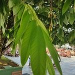 Amherstia nobilis Leaf