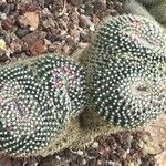 Mammillaria formosa برگ