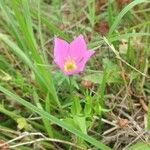 Sabatia campestris خشب