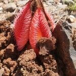 Hydnora abyssinica Kvet