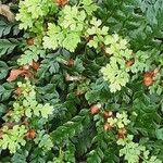 Polystichum setiferum Blad