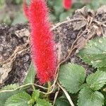 Acalypha herzogiana Květ