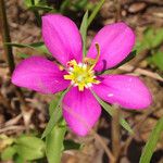 Sabatia campestris Flower