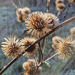 Arctium lappa Fruit