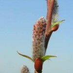 Salix pyrifolia Květ