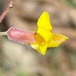 Chamaecytisus spinescens