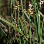 Carex microglochin Habitat