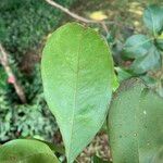 Zygia latifolia Blad