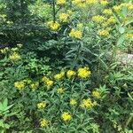 Senecio ovatus Habit