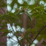 Wrightia pubescens Fula
