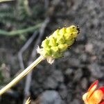 Adonis flammea Fruit