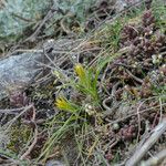 Gagea bohemica Fula