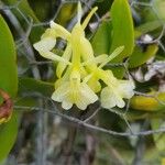 Epidendrum boricuarum Fleur