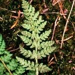 Woodsia ilvensis Folha