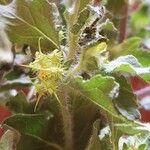 Acanthospermum hispidum Flower