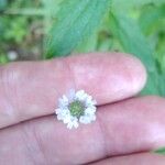 Verbena litoralis Flower