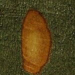 Dendrobangia boliviana Drugo