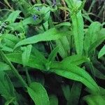 Anchusa officinalis Folla