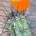 Cereus aethiops Leaf