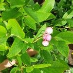 Vaccinium angustifolium 果