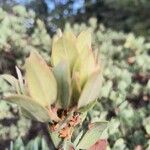 Arctostaphylos columbiana ᱥᱟᱠᱟᱢ