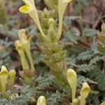 Scutellaria orientalis عادت داشتن