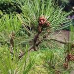 Pinus heldreichii Habitus