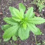 Potentilla norvegica Blatt