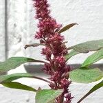 Amaranthus caudatus 花