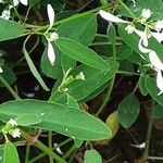 Chamaesyce hypericifolia Лист