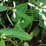 Euphorbia hypericifolia পাতা